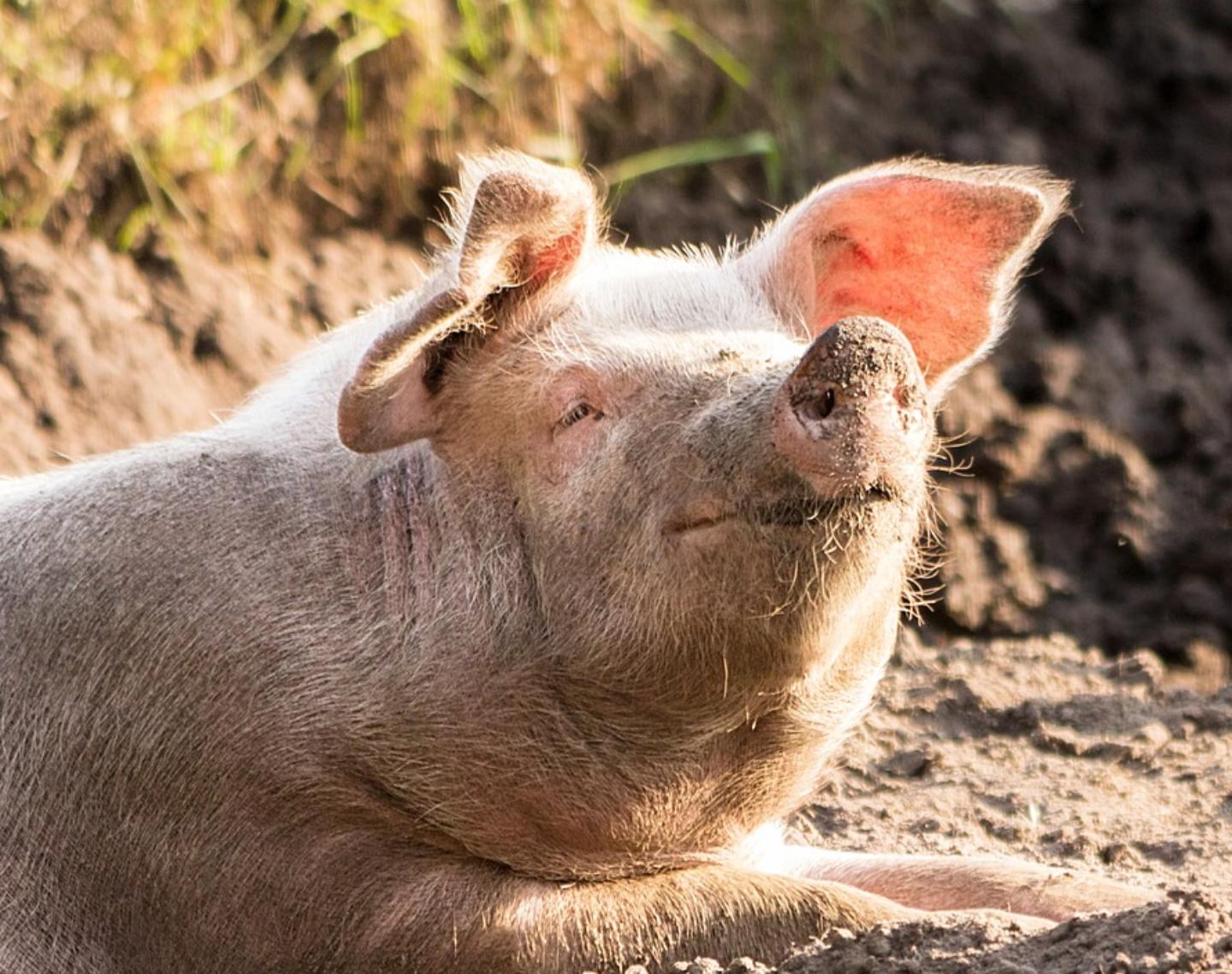 Schwein (c) Quelle: Michael Strobel; Pixabay Schwein